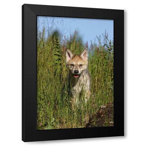Wolf pup-Canis lupus-Captive Black Modern Wood Framed Art Print by Jones, Adam
