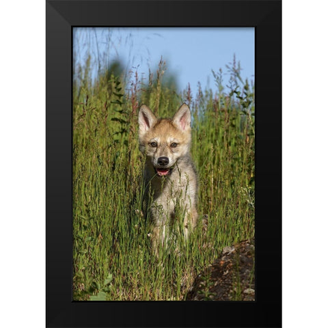 Wolf pup-Canis lupus-Captive Black Modern Wood Framed Art Print by Jones, Adam