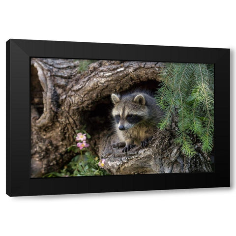 North American raccoon-in hollow log-Procyon lotor-Montana Black Modern Wood Framed Art Print with Double Matting by Jones, Adam