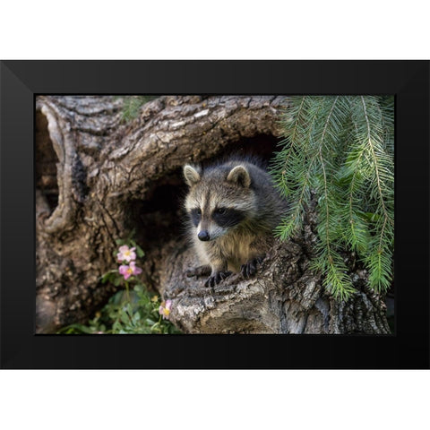 North American raccoon-in hollow log-Procyon lotor-Montana Black Modern Wood Framed Art Print by Jones, Adam
