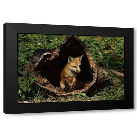 Red Fox kit-Vulpes Vulpes Captive Black Modern Wood Framed Art Print by Jones, Adam