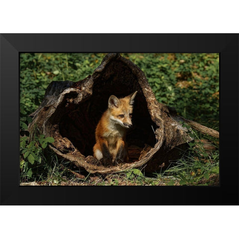 Red Fox kit-Vulpes Vulpes Captive Black Modern Wood Framed Art Print by Jones, Adam