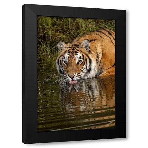 Siberian Tiger reflection while drinking-Panthera tigris Altaic Captive Black Modern Wood Framed Art Print by Jones, Adam
