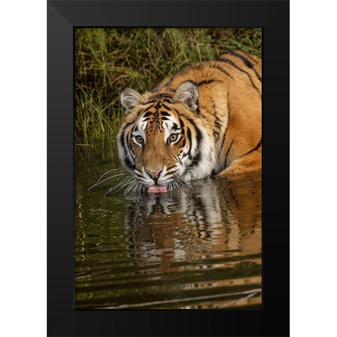 Siberian Tiger reflection while drinking-Panthera tigris Altaic Captive Black Modern Wood Framed Art Print by Jones, Adam