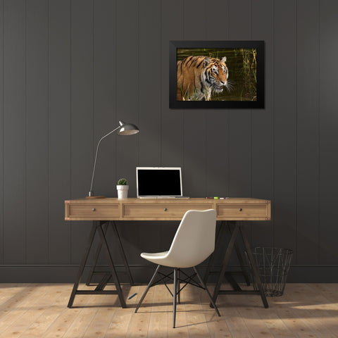 Siberian Tiger-Panthera tigris Altaic Captive Black Modern Wood Framed Art Print by Jones, Adam