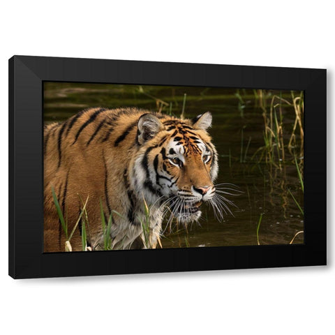 Siberian Tiger-Panthera tigris Altaic Captive Black Modern Wood Framed Art Print by Jones, Adam