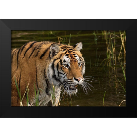 Siberian Tiger-Panthera tigris Altaic Captive Black Modern Wood Framed Art Print by Jones, Adam