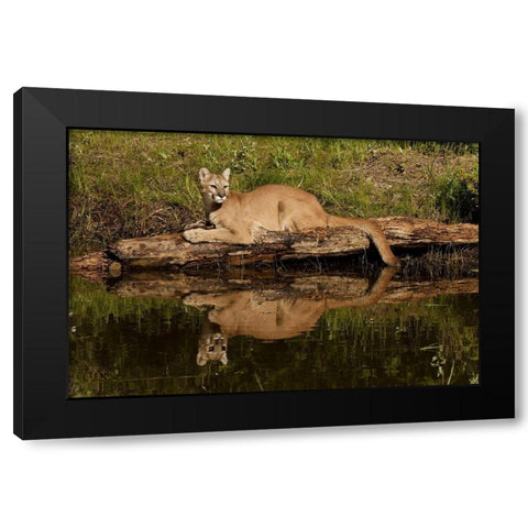 Mountain lion and reflection on pond-Kalispell-Montana controlled situation Puma concolor Black Modern Wood Framed Art Print by Jones, Adam