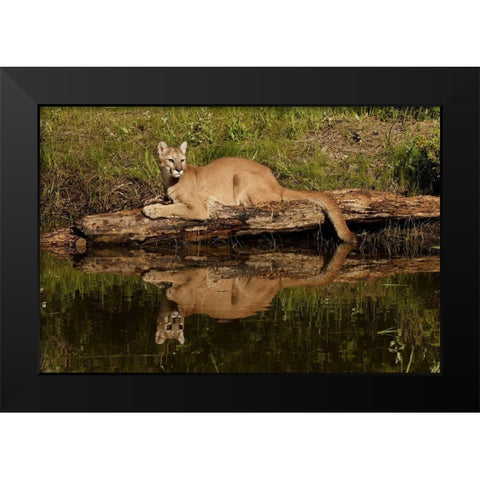 Mountain lion and reflection on pond-Kalispell-Montana controlled situation Puma concolor Black Modern Wood Framed Art Print by Jones, Adam