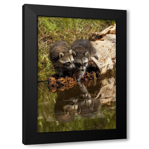 North American raccoon-and reflection on pond-Procyon lotor-Montana Black Modern Wood Framed Art Print by Jones, Adam