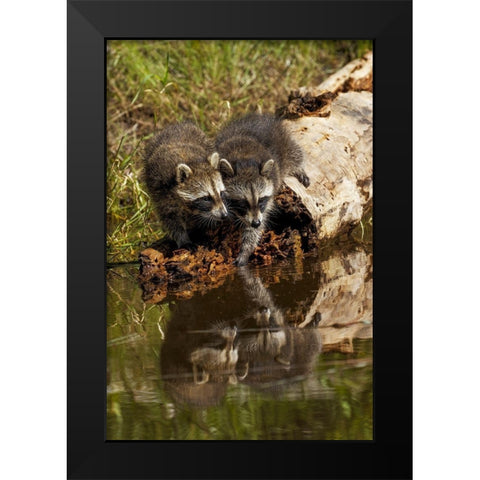 North American raccoon-and reflection on pond-Procyon lotor-Montana Black Modern Wood Framed Art Print by Jones, Adam