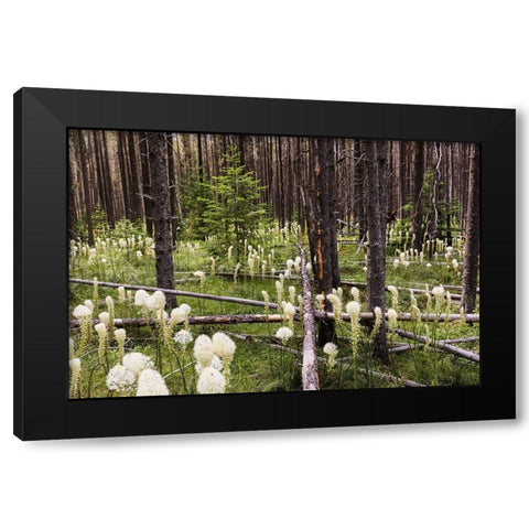 Beargrass in forest-Glacier National Park-Montana Xerophyllum tenax Black Modern Wood Framed Art Print with Double Matting by Jones, Adam