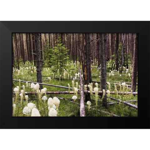 Beargrass in forest-Glacier National Park-Montana Xerophyllum tenax Black Modern Wood Framed Art Print by Jones, Adam