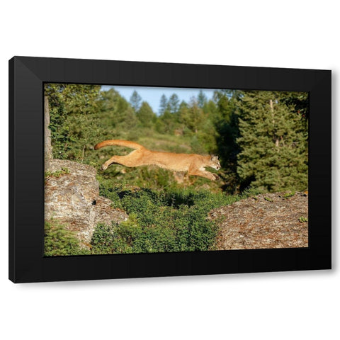 Mountain lion jumping across rocks-Puma concolor-Captive Black Modern Wood Framed Art Print by Jones, Adam