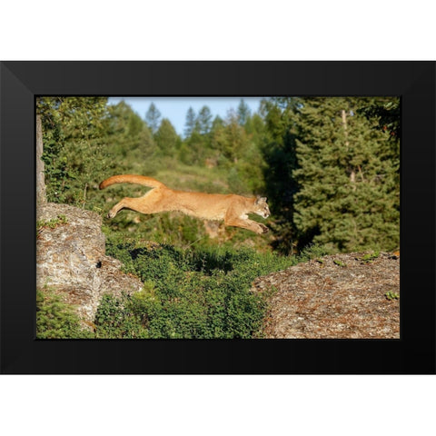 Mountain lion jumping across rocks-Puma concolor-Captive Black Modern Wood Framed Art Print by Jones, Adam