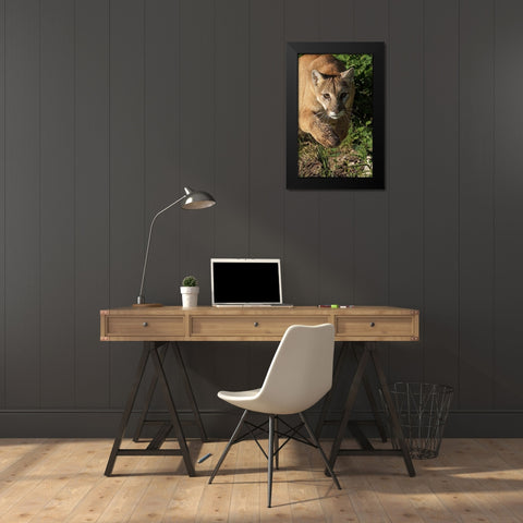Mountain lion stalking-Puma concolor-Captive Black Modern Wood Framed Art Print by Jones, Adam