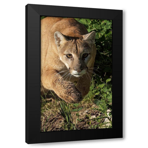 Mountain lion stalking-Puma concolor-Captive Black Modern Wood Framed Art Print by Jones, Adam