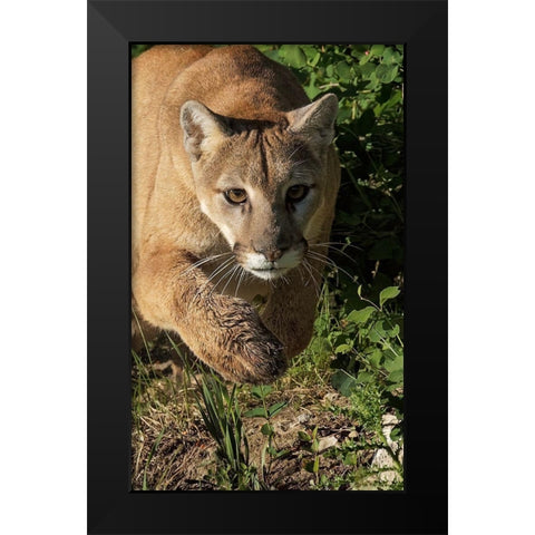 Mountain lion stalking-Puma concolor-Captive Black Modern Wood Framed Art Print by Jones, Adam