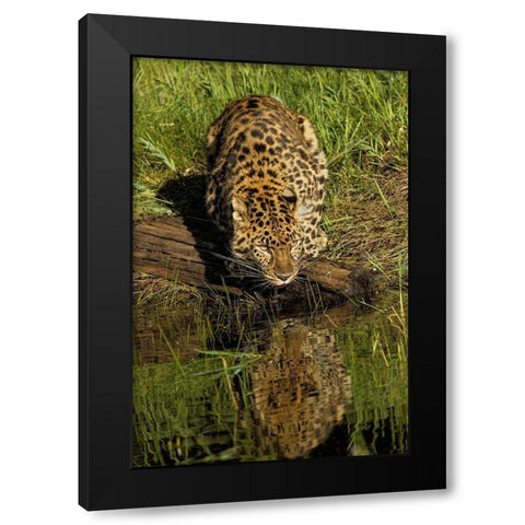 Amur Leopard and reflection while drinking-Panthera pardus orientalis-Captive Black Modern Wood Framed Art Print with Double Matting by Jones, Adam