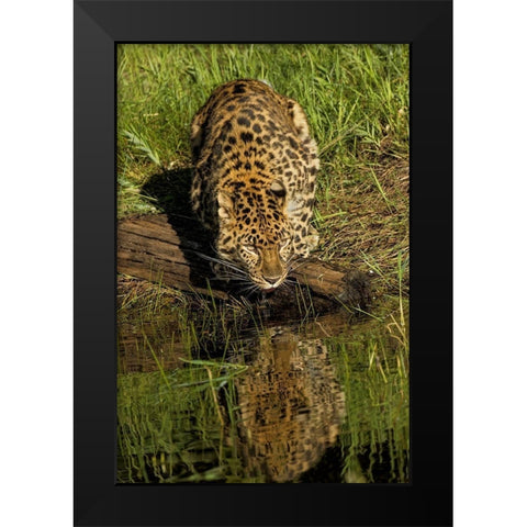 Amur Leopard and reflection while drinking-Panthera pardus orientalis-Captive Black Modern Wood Framed Art Print by Jones, Adam