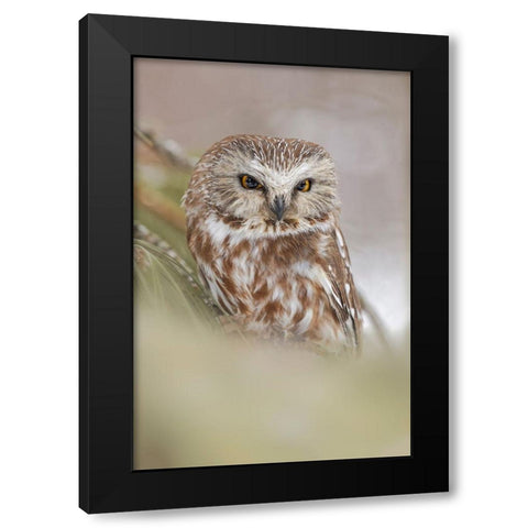 Northern saw-whet owl-Aegolius acadicus-controlled situation-Montana Black Modern Wood Framed Art Print with Double Matting by Jones, Adam