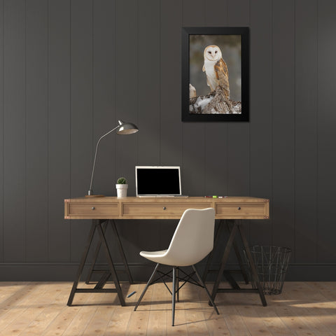 Barn owl-Tyto alba-controlled situation-Montana Black Modern Wood Framed Art Print by Jones, Adam