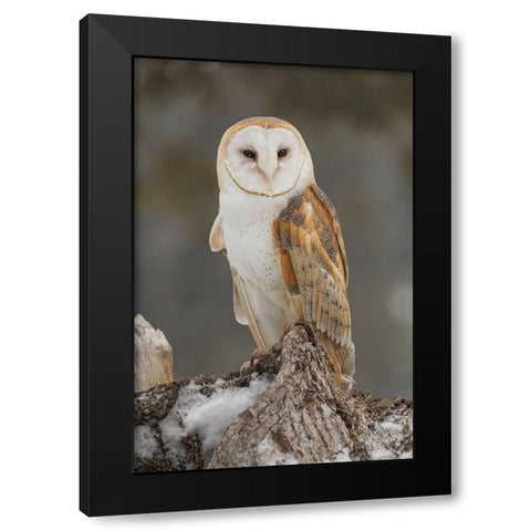 Barn owl-Tyto alba-controlled situation-Montana Black Modern Wood Framed Art Print by Jones, Adam
