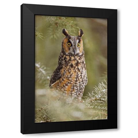 Long-eared owl-Asio otus-controlled situation-Montana Black Modern Wood Framed Art Print by Jones, Adam