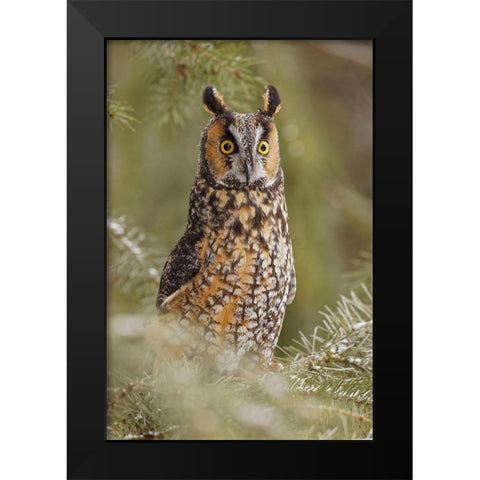 Long-eared owl-Asio otus-controlled situation-Montana Black Modern Wood Framed Art Print by Jones, Adam