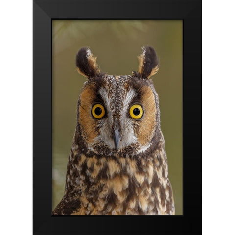Long-eared owl-Asio otus-controlled situation-Montana Black Modern Wood Framed Art Print by Jones, Adam