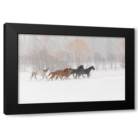 Horses during winter roundup-Kalispell-Montana Black Modern Wood Framed Art Print by Jones, Adam