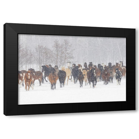 Horses during winter roundup-Kalispell-Montana Black Modern Wood Framed Art Print by Jones, Adam