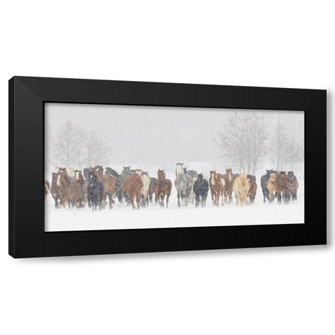 Large herd of horses during a horse roundup in winter-Kalispell-Montana Black Modern Wood Framed Art Print by Jones, Adam