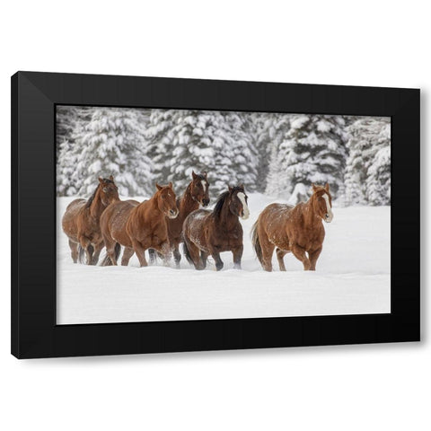 Horses running through fresh snow during roundup-Kalispell-Montana Black Modern Wood Framed Art Print with Double Matting by Jones, Adam