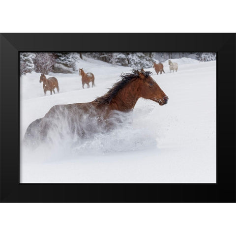 Horses running through fresh snow during roundup-Kalispell-Montana Black Modern Wood Framed Art Print by Jones, Adam