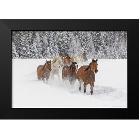 Horses running through fresh snow during roundup-Kalispell-Montana Black Modern Wood Framed Art Print by Jones, Adam