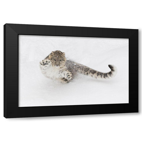 Snow leopard-Panthera uncia controlled situation-Montana Black Modern Wood Framed Art Print with Double Matting by Jones, Adam