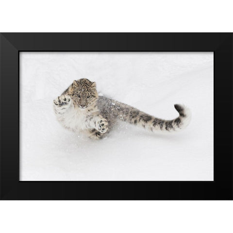 Snow leopard-Panthera uncia controlled situation-Montana Black Modern Wood Framed Art Print by Jones, Adam