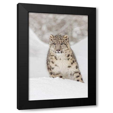 Snow leopard-Panthera uncia controlled situation-Montana Black Modern Wood Framed Art Print by Jones, Adam