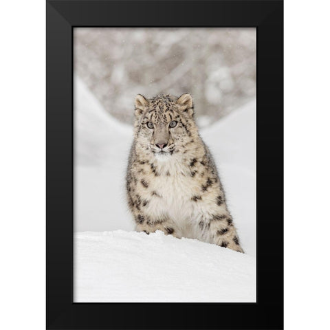 Snow leopard-Panthera uncia controlled situation-Montana Black Modern Wood Framed Art Print by Jones, Adam