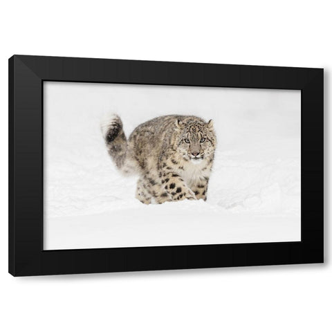 Snow leopard-Panthera uncia controlled situation-Montana Black Modern Wood Framed Art Print with Double Matting by Jones, Adam