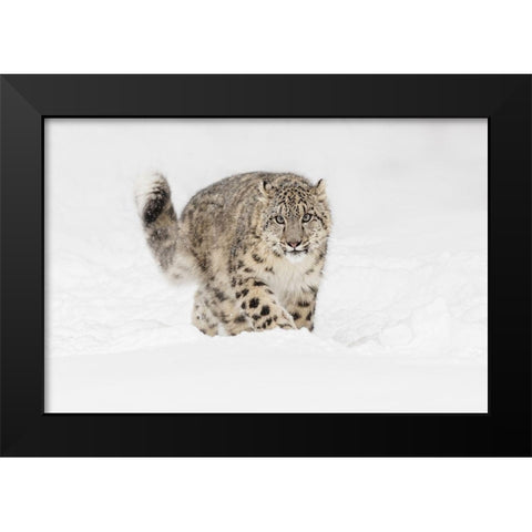 Snow leopard-Panthera uncia controlled situation-Montana Black Modern Wood Framed Art Print by Jones, Adam