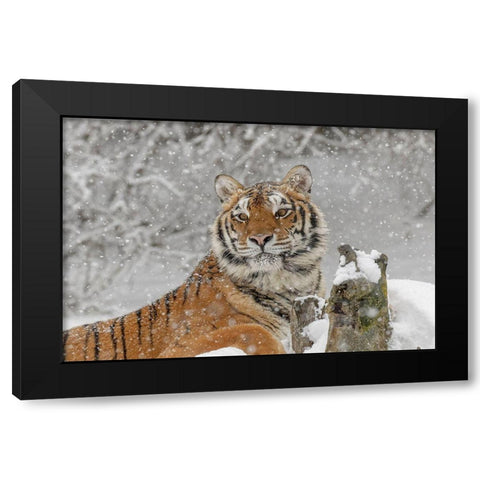 Siberian tiger in winter-Panthera tigris Tigris controlled situation-Montana Black Modern Wood Framed Art Print with Double Matting by Jones, Adam