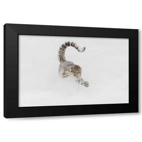 Snow leopard-running through snow-Panthera uncia controlled situation-Montana Black Modern Wood Framed Art Print with Double Matting by Jones, Adam