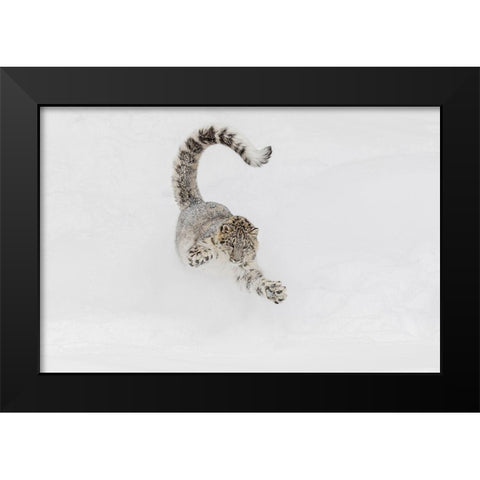 Snow leopard-running through snow-Panthera uncia controlled situation-Montana Black Modern Wood Framed Art Print by Jones, Adam