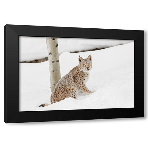 Siberian lynx in winter-Lynx lynx Wrangel controlled situation Black Modern Wood Framed Art Print with Double Matting by Jones, Adam