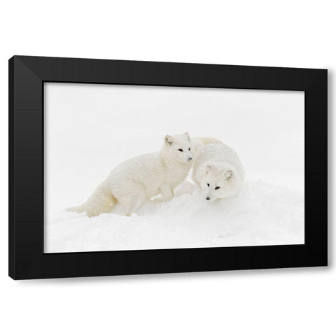 Arctic fox in winter coat on snow-Vulpes lagopus-controlled situation Black Modern Wood Framed Art Print with Double Matting by Jones, Adam