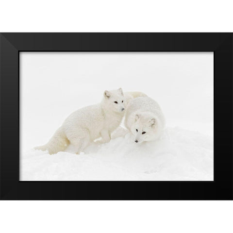 Arctic fox in winter coat on snow-Vulpes lagopus-controlled situation Black Modern Wood Framed Art Print by Jones, Adam