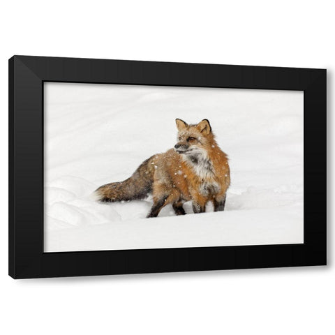 Red fox in fresh winter snow-Vulpes vulpes-controlled situation-Montana Black Modern Wood Framed Art Print by Jones, Adam