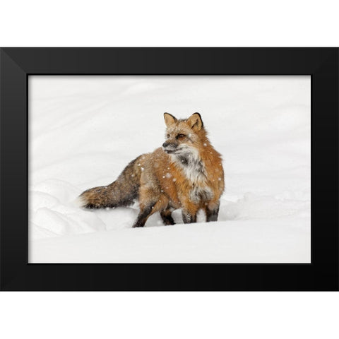 Red fox in fresh winter snow-Vulpes vulpes-controlled situation-Montana Black Modern Wood Framed Art Print by Jones, Adam